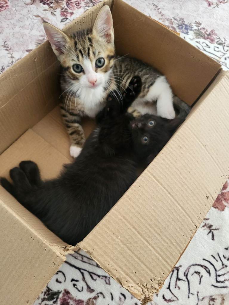2 kittens  