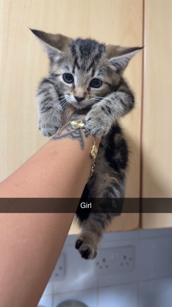 Tabby Kitten for saleone girl 