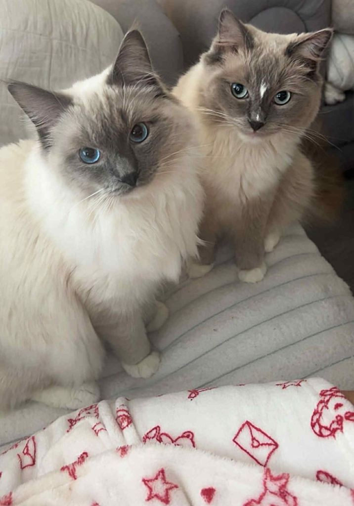 Ragdolls