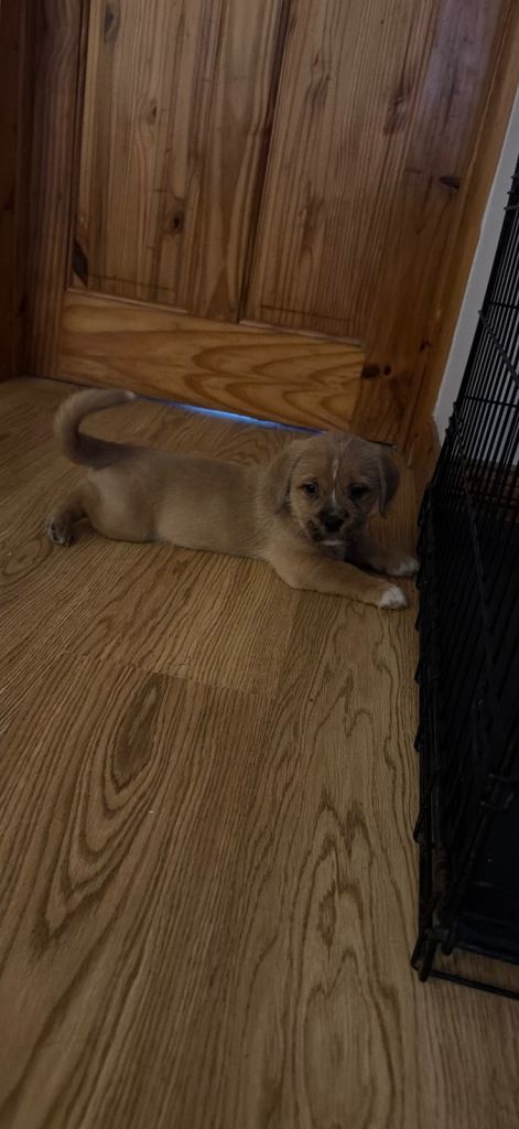 Cross/mixed breed Shih Tzu Puppies