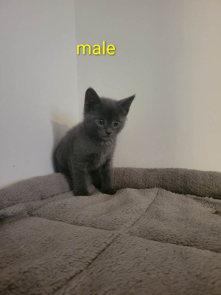 Grey kitten( only male left)
