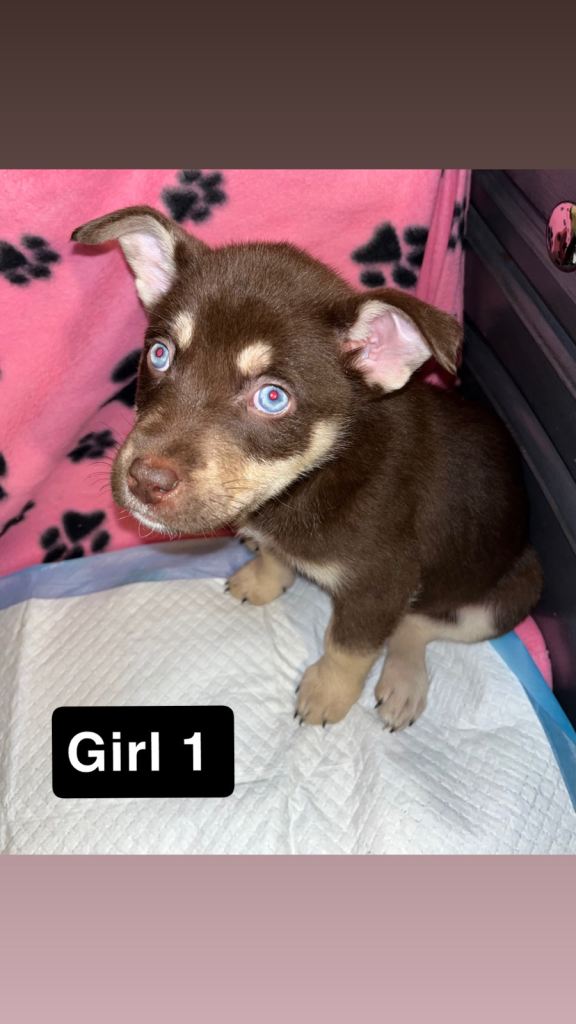 American pocket bully & Siberian husky puppies 