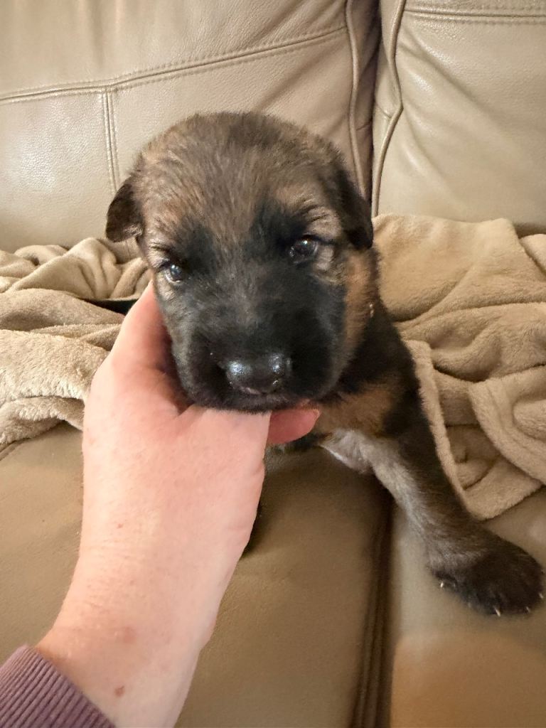 Gourges German Shepherd puppies