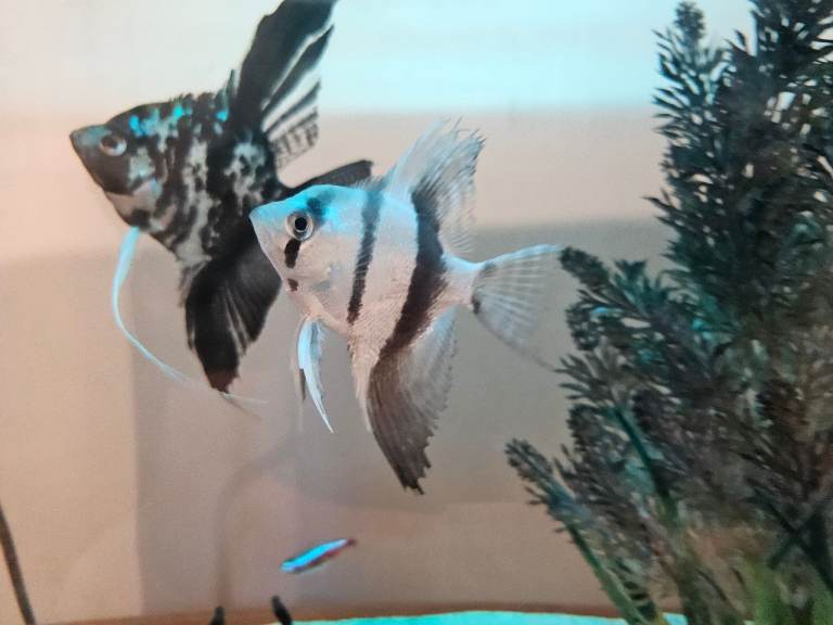 Angel pair for sale