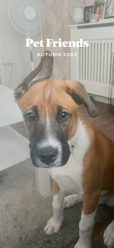 Dog 