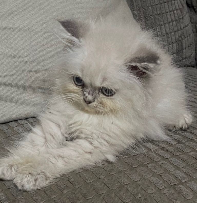Kitten