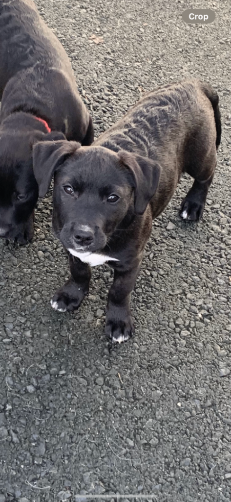Staffordshire bull terrier x lab pups
