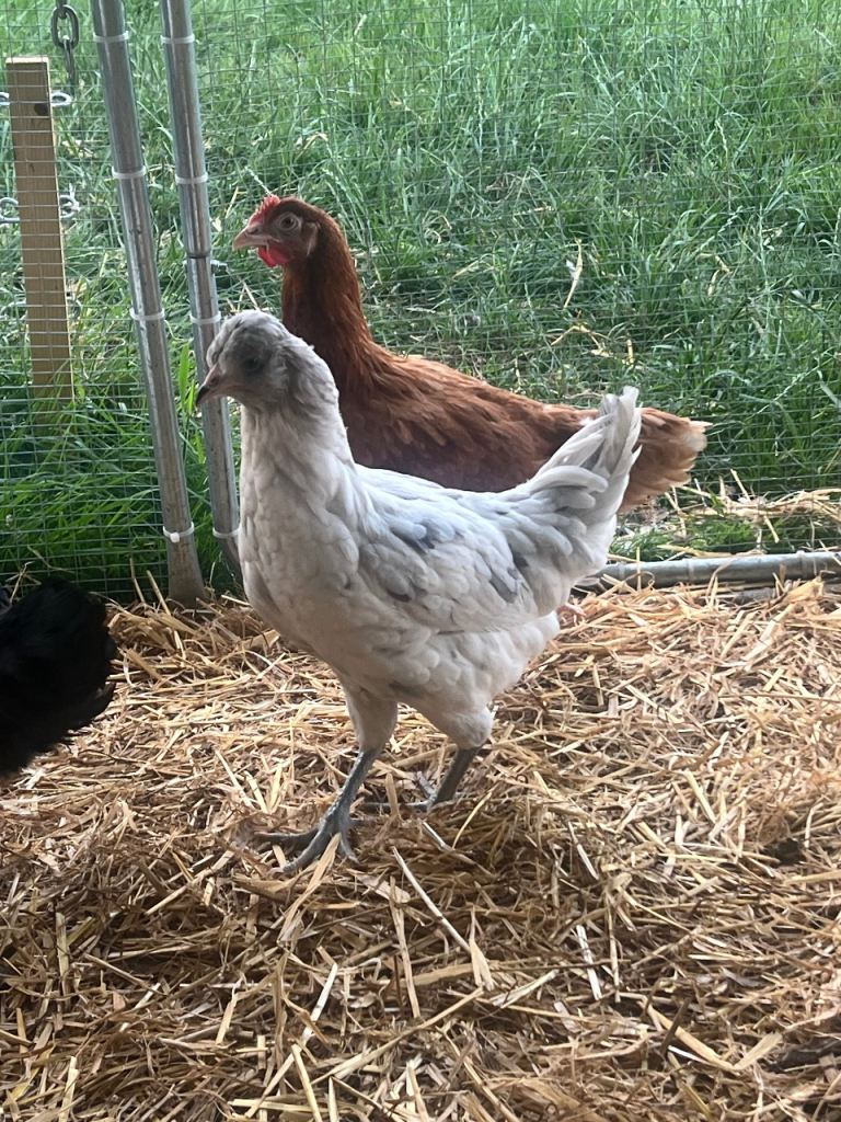 Point of Lay Hybrid Hens 