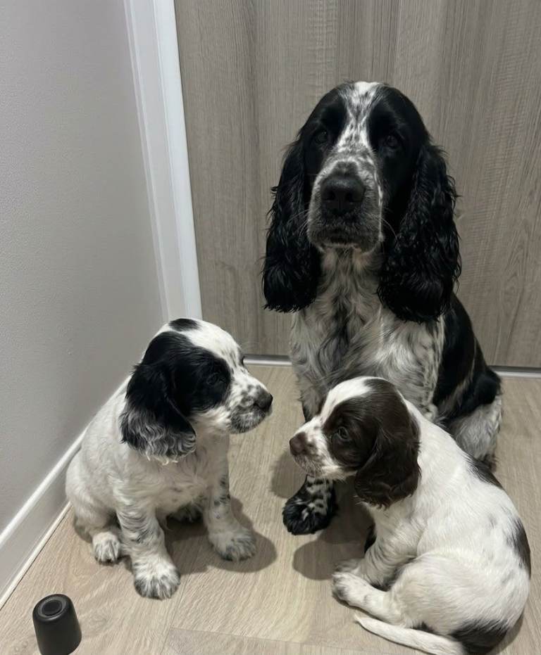 Gorgeous cocker spaniel puppies | in Southside, Glasgow | Gumtree