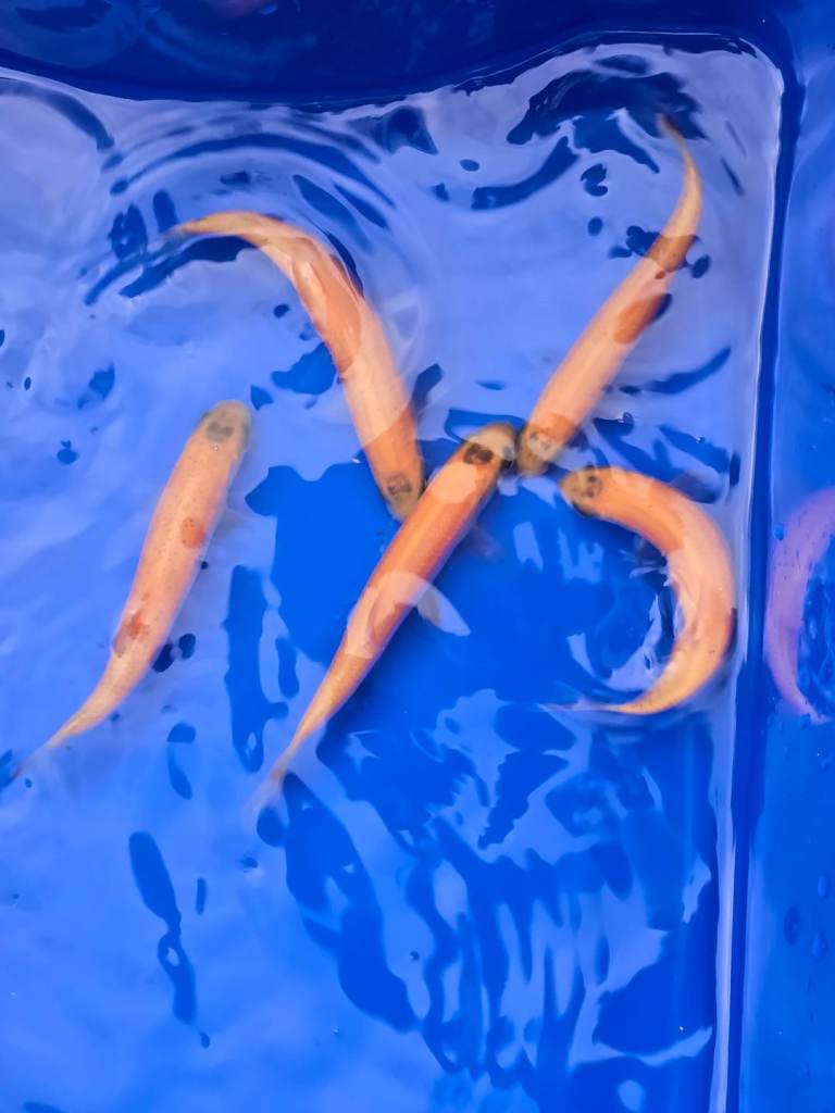 Pond fish  golden orfe 