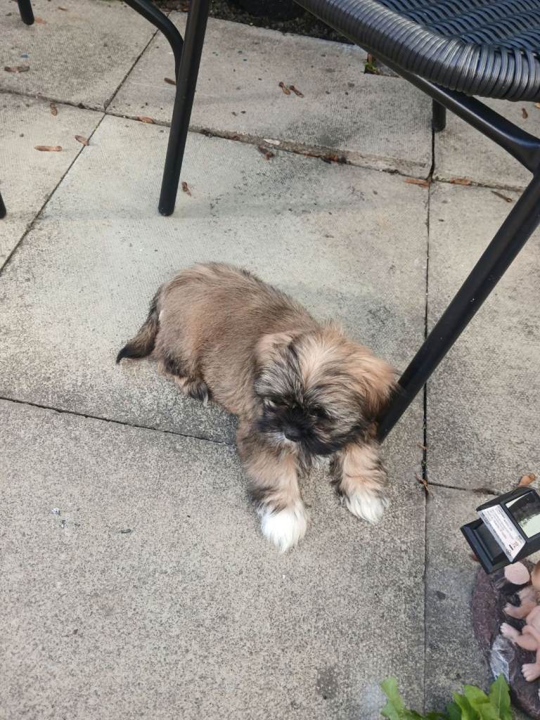 Shih Tzu puppy