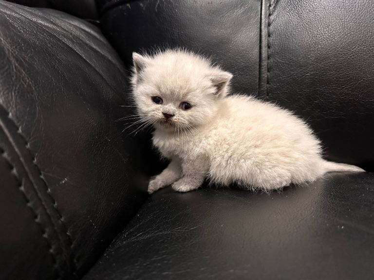 British Short Hair Kittens For Sale