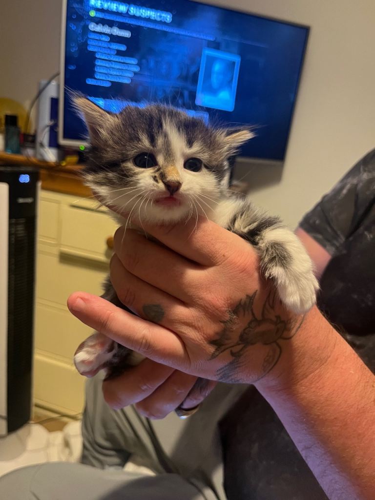 Maine coon cross British long haired kittens