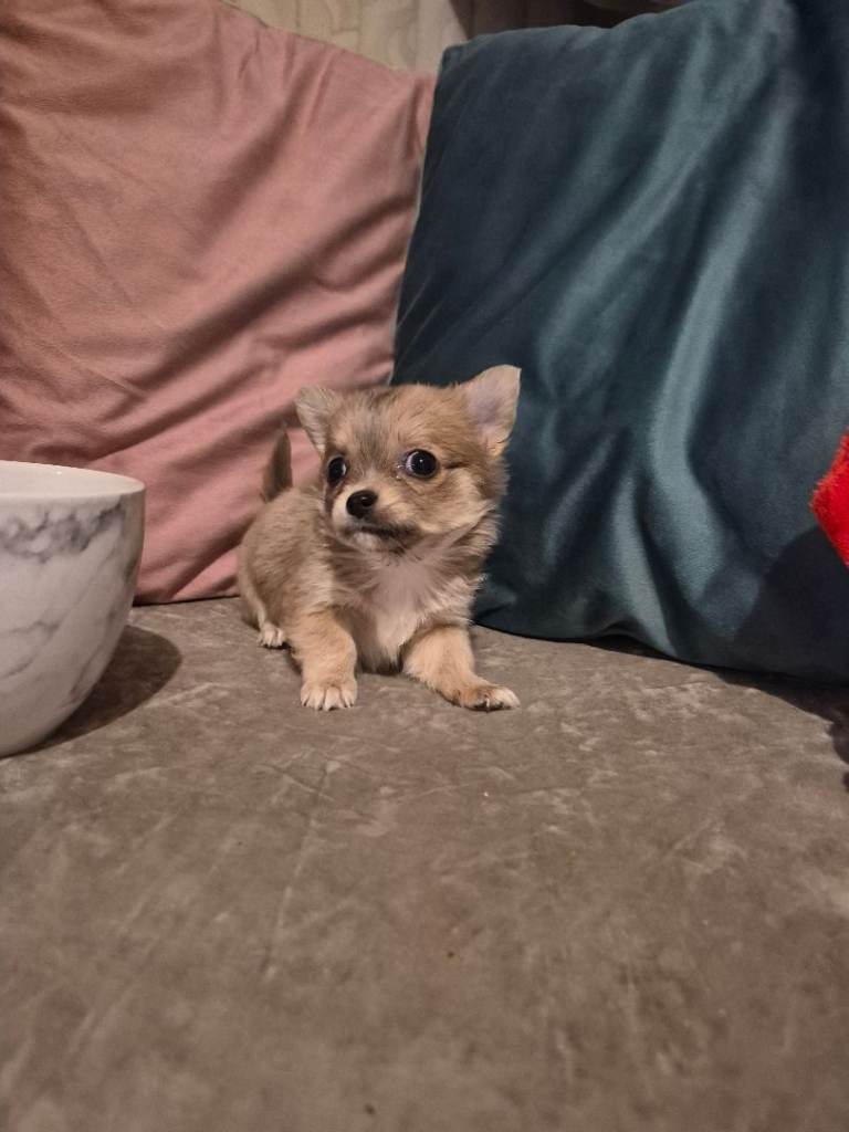 Pure chihuahua puppy 