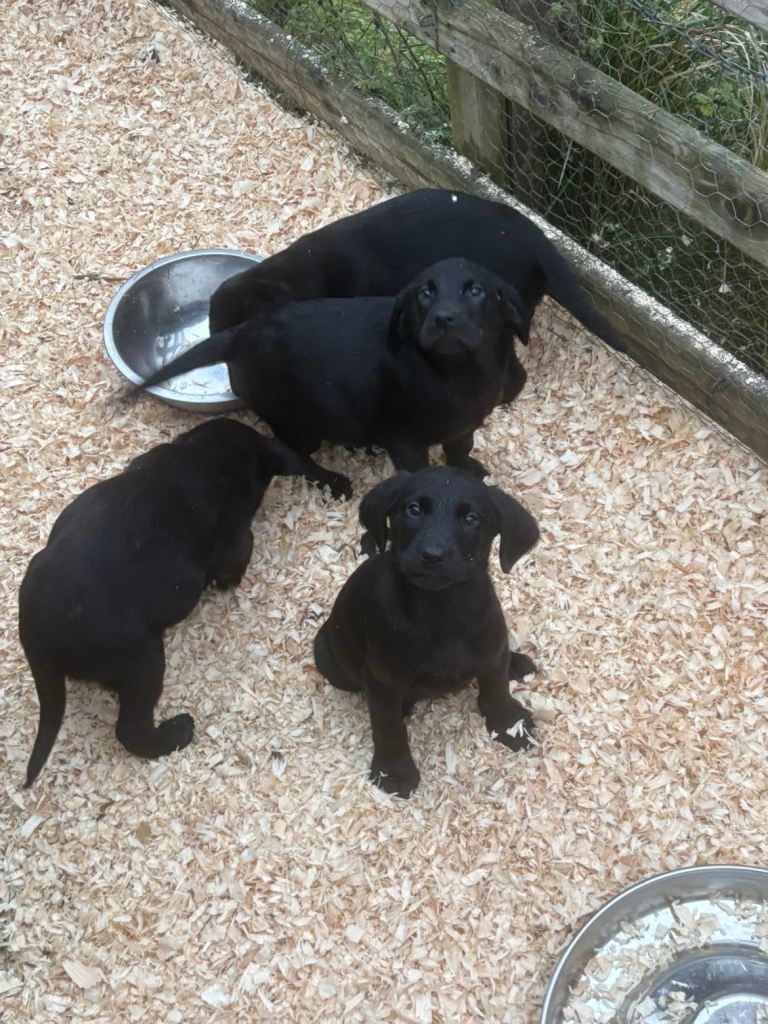 Black Lab pups From Liskoney fun fenella 