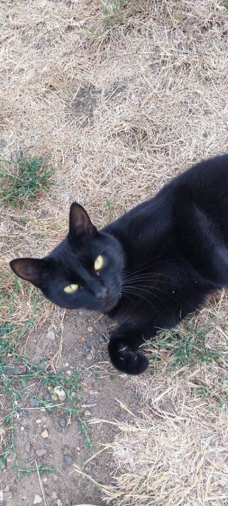 Black male young cat for sale