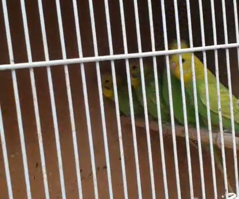 Beautiful yellow/green baby budgies ! 