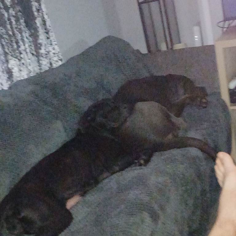 Cane corso puppies 🐶 