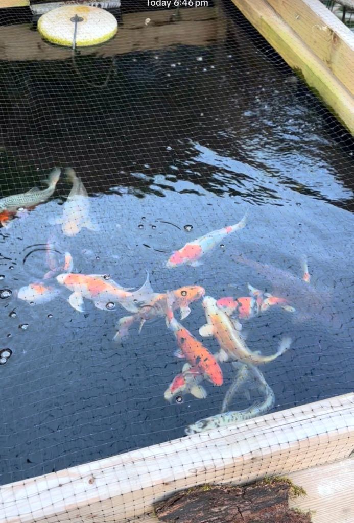 Assorted 5”-12” koi £50 each