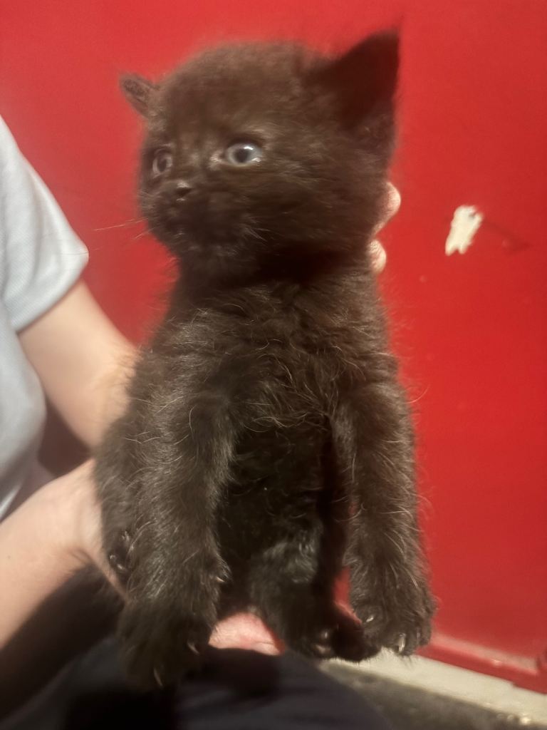 Kittens For Sale / Mixed Prices for cats