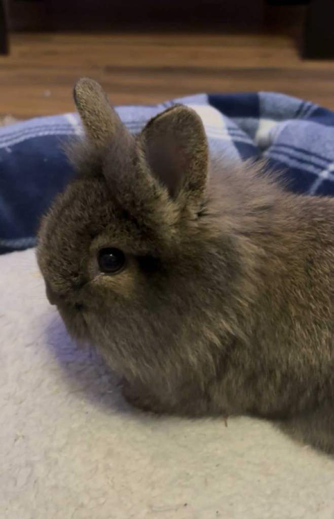 Bunny rabbits for sale 2 months old