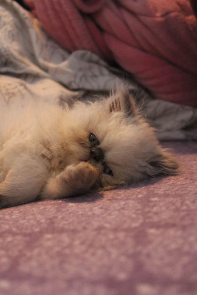 Persian Kittens for sale