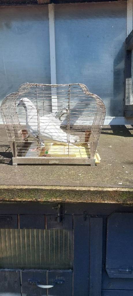 High flies pigeon 