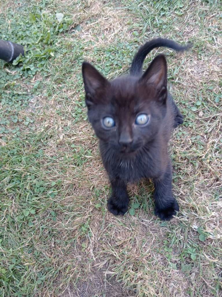 Kitten 