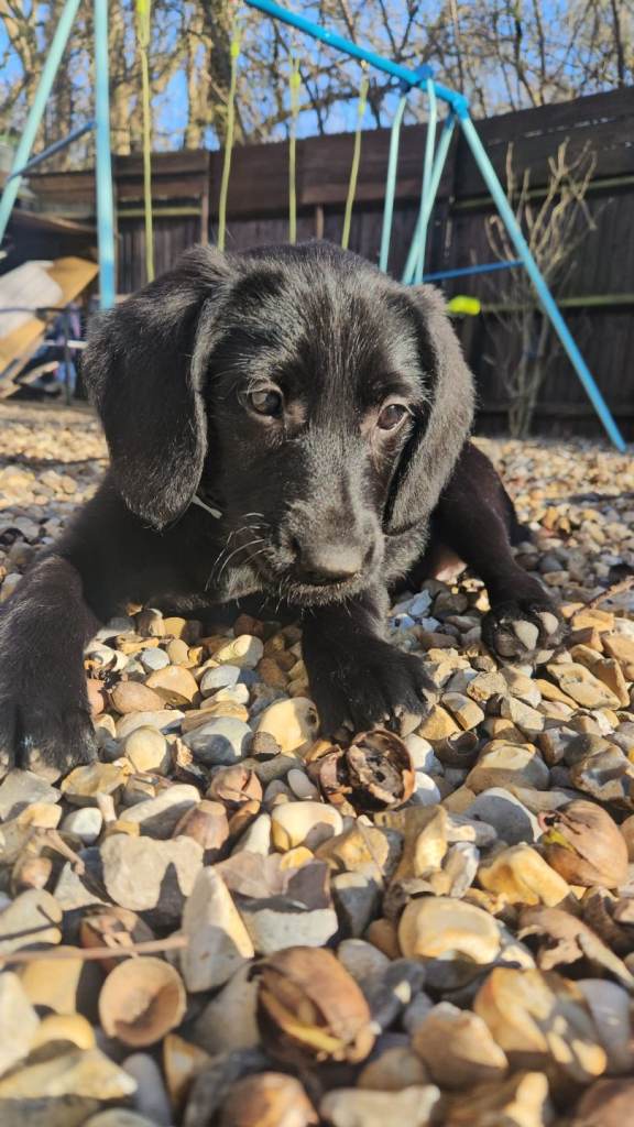 14 week old labrador millie for sale