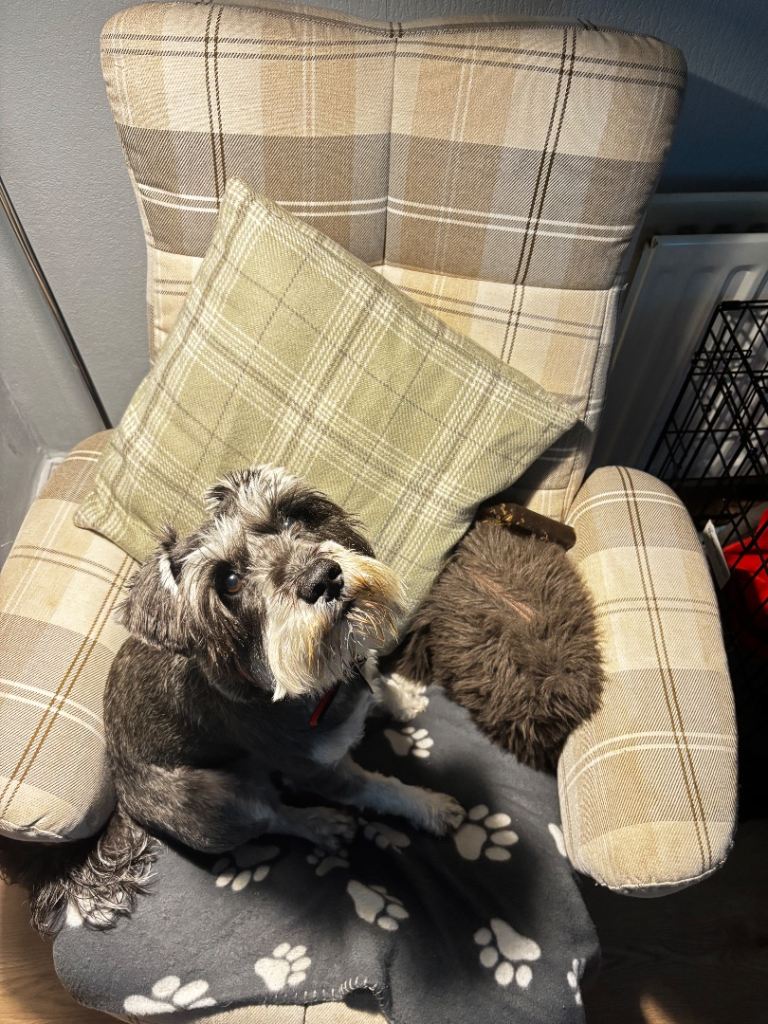 18 month miniature schnauzer 