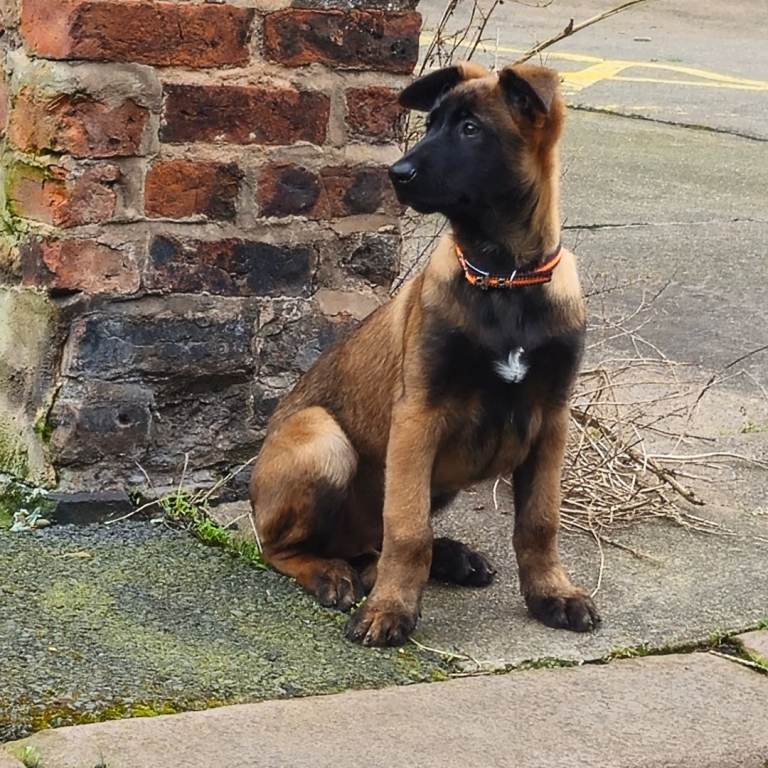 Belgian malinois pupi boy for sale 