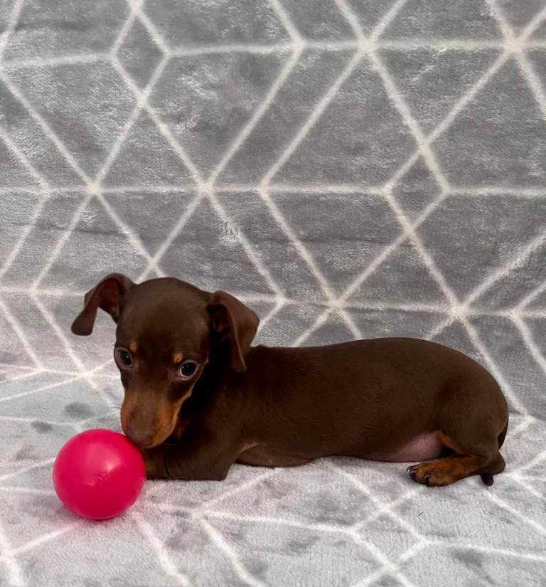 KC reg miniature dachshund pups
