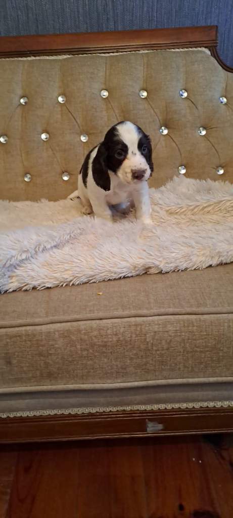 Kc cocker spaniel pups.