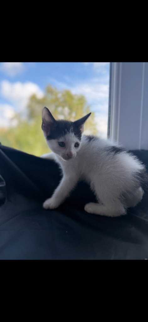 Kittens for sale.