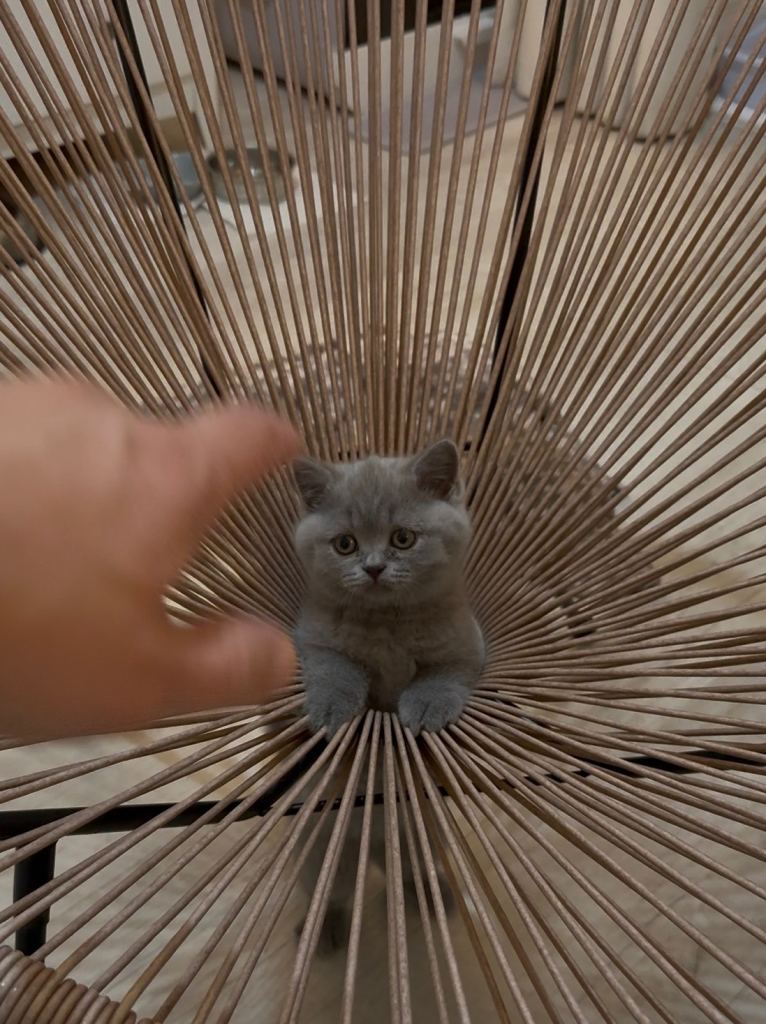 Female kitten for sale 