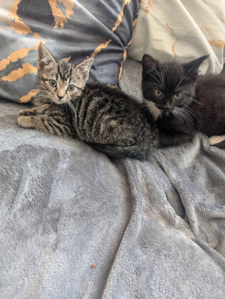 Beautiful kittens for sale.