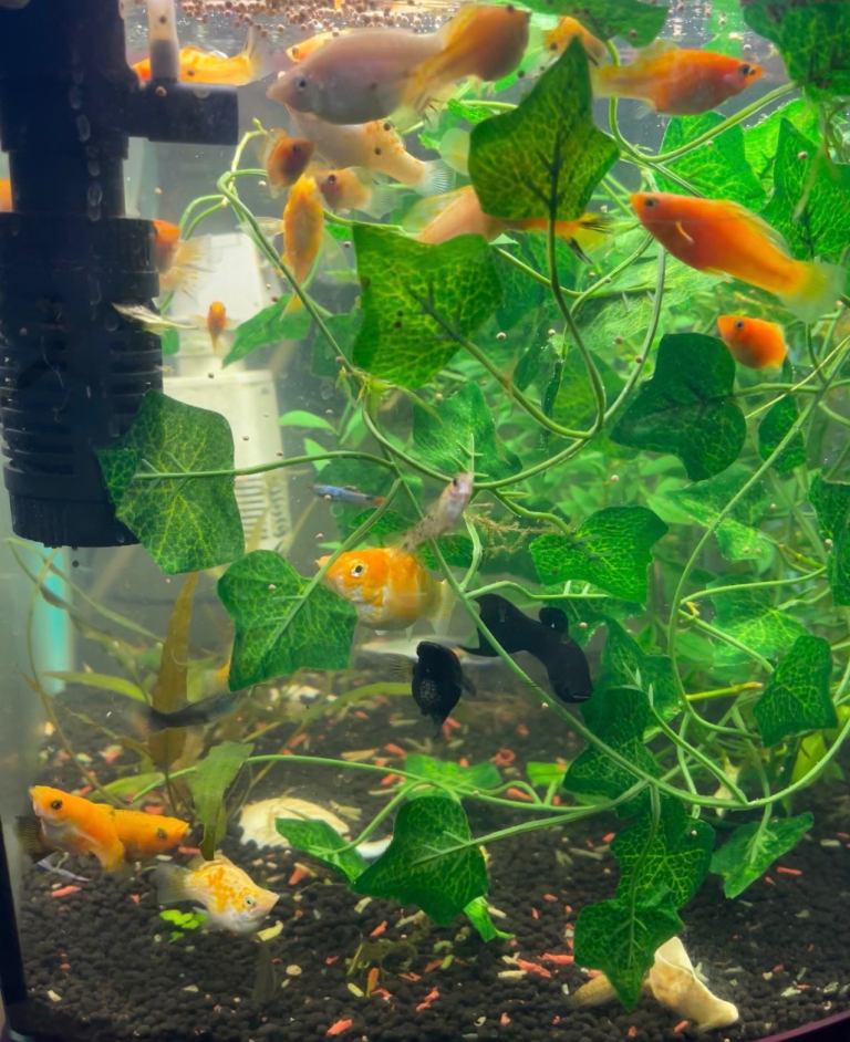 Molly’s fish