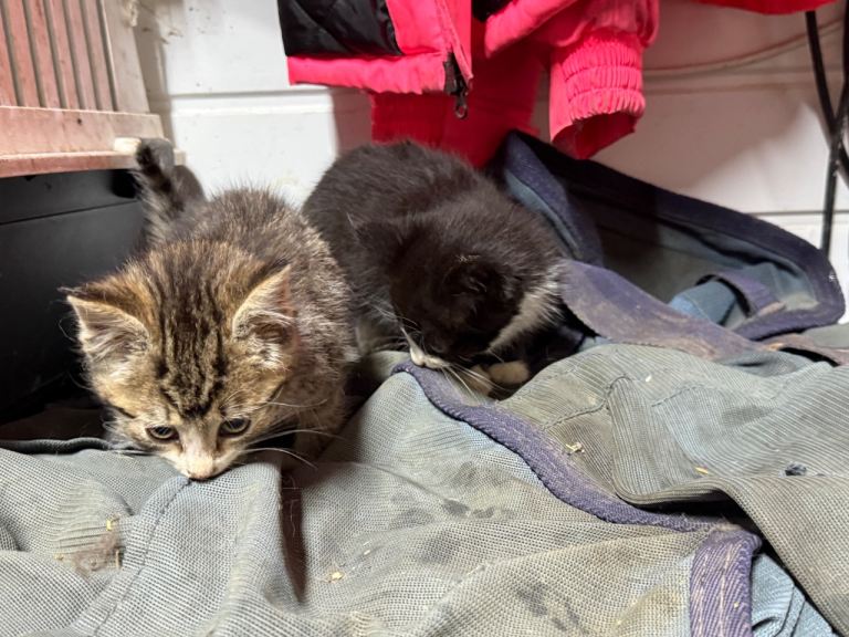 Two 10 week old kittens 