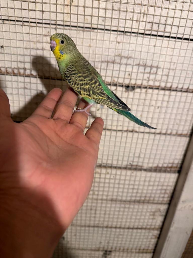 Budgies for sale