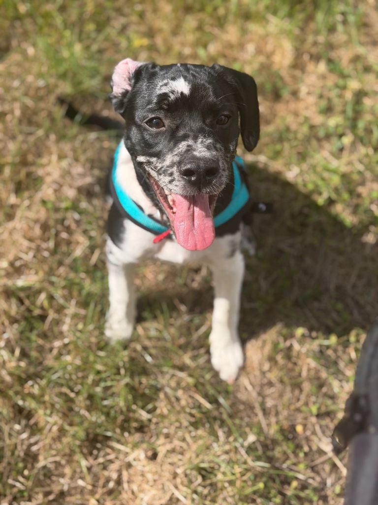 6 month old boy for sale 
