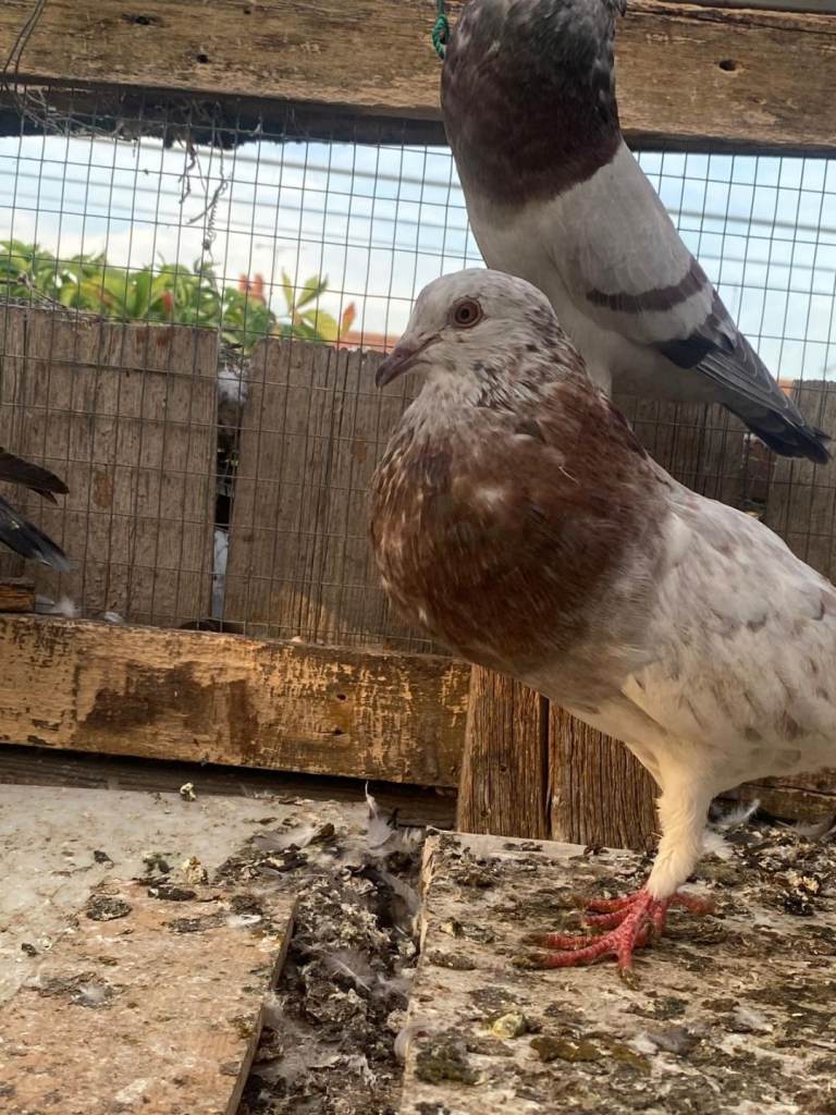 Beautiful pigeon 