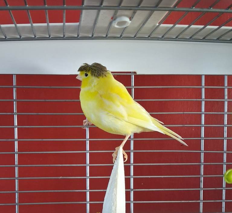 Male crested gloster canaries for sale. £60 Each