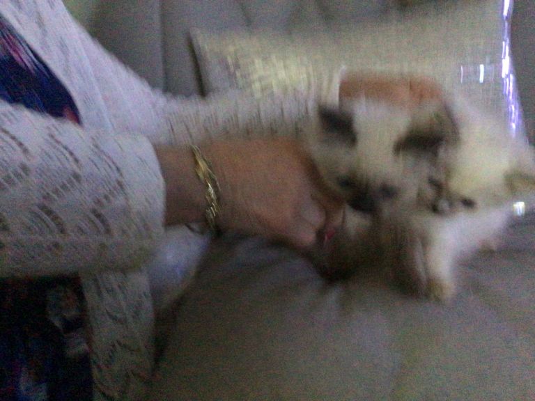 Ragdoll