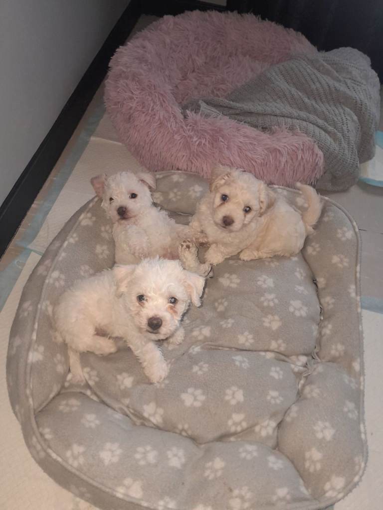 Bichon frise puppies