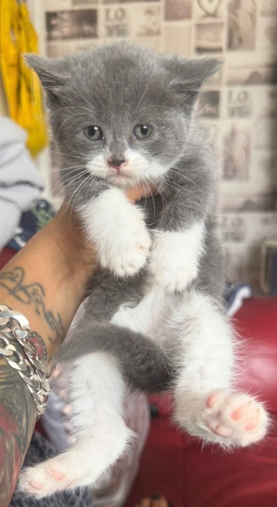 British Shorthair Mixed kittens for sale