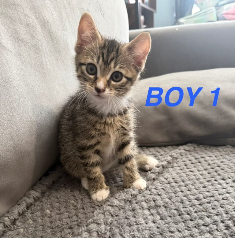Kittens 