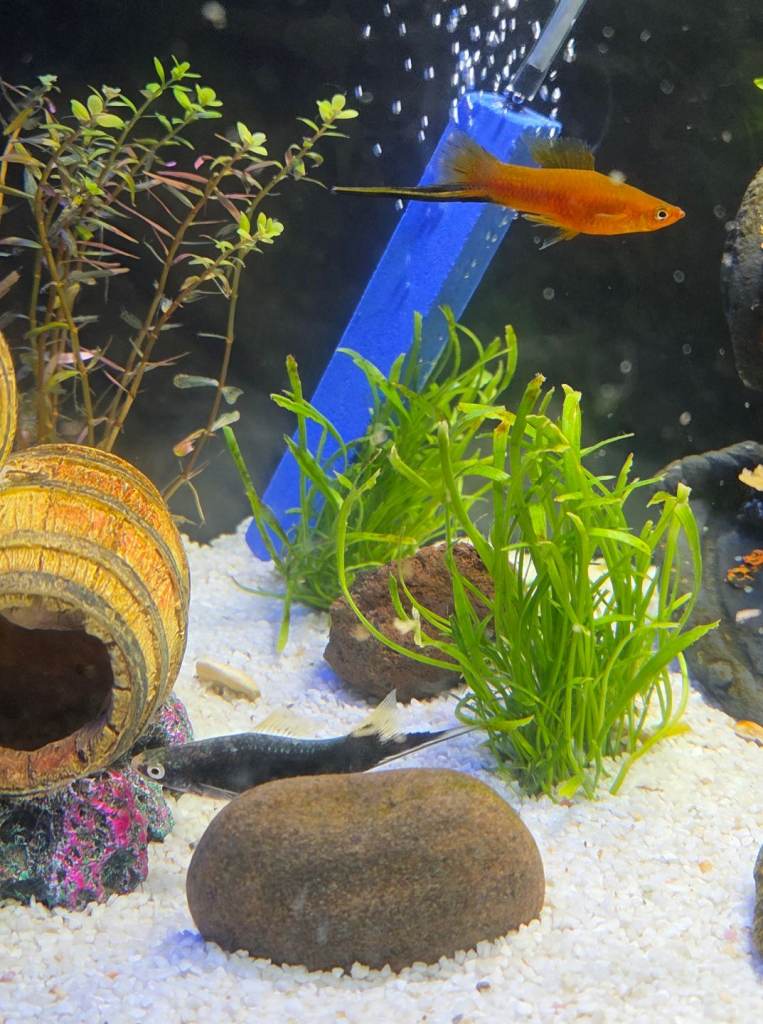 2 Male Swordtail Tropical Fish