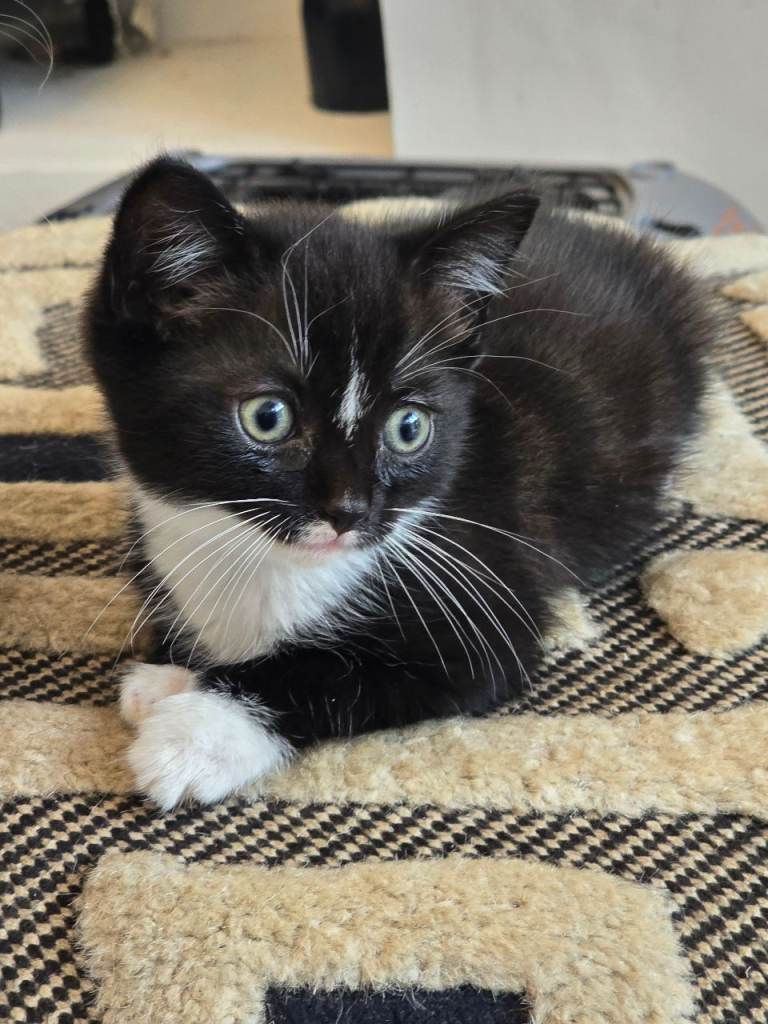 3 black and white male kittens 