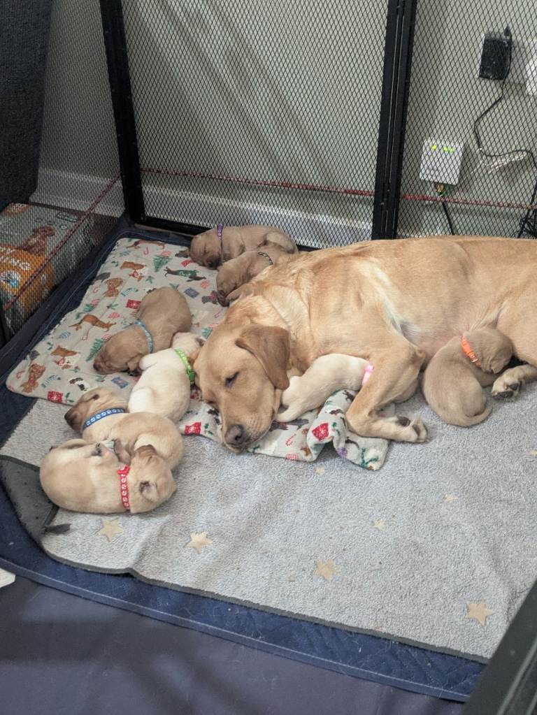Labrador retrievers 