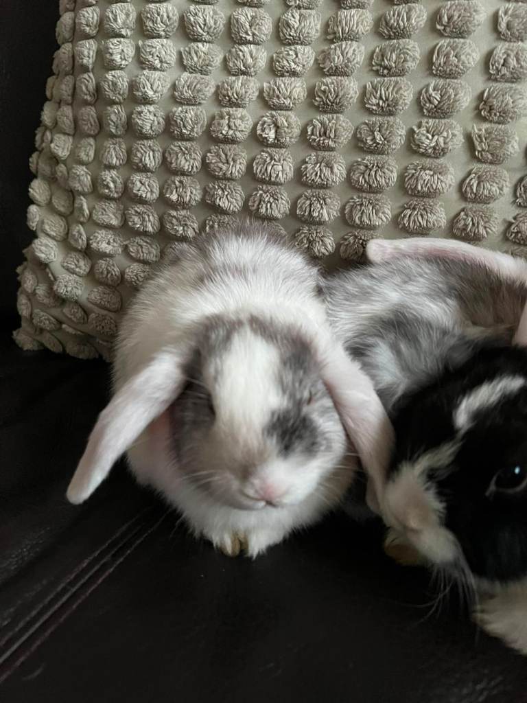 Beautiful lop eared bunnies for sale 